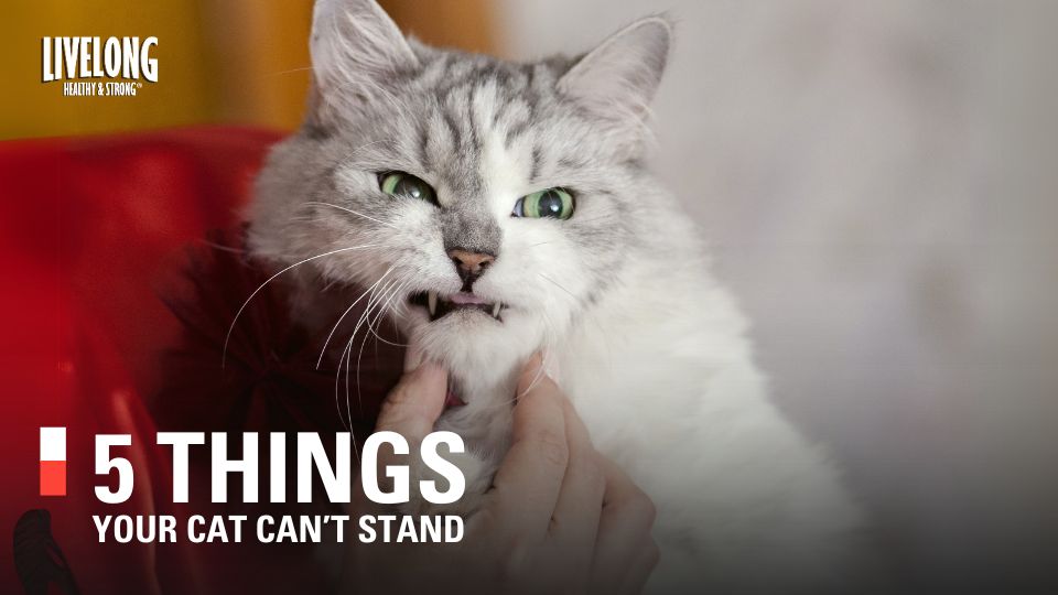 5 Things Your Cat Hates