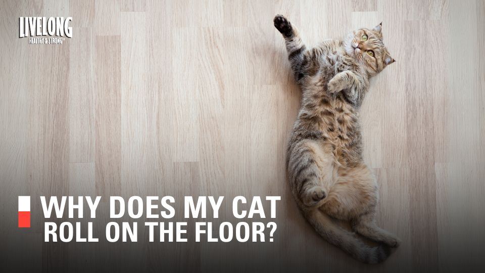 Why Does My Cat Roll on the Floor?