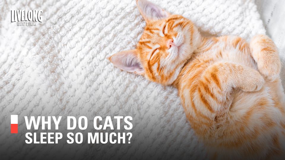 Why Do Cats Sleep So Much?