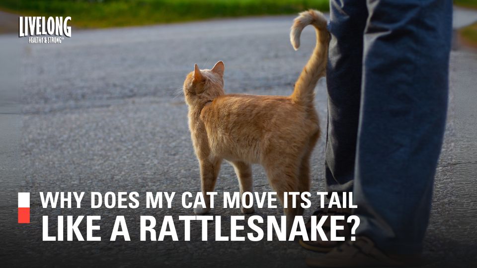 Why Does My Cat Wag Its Tail?