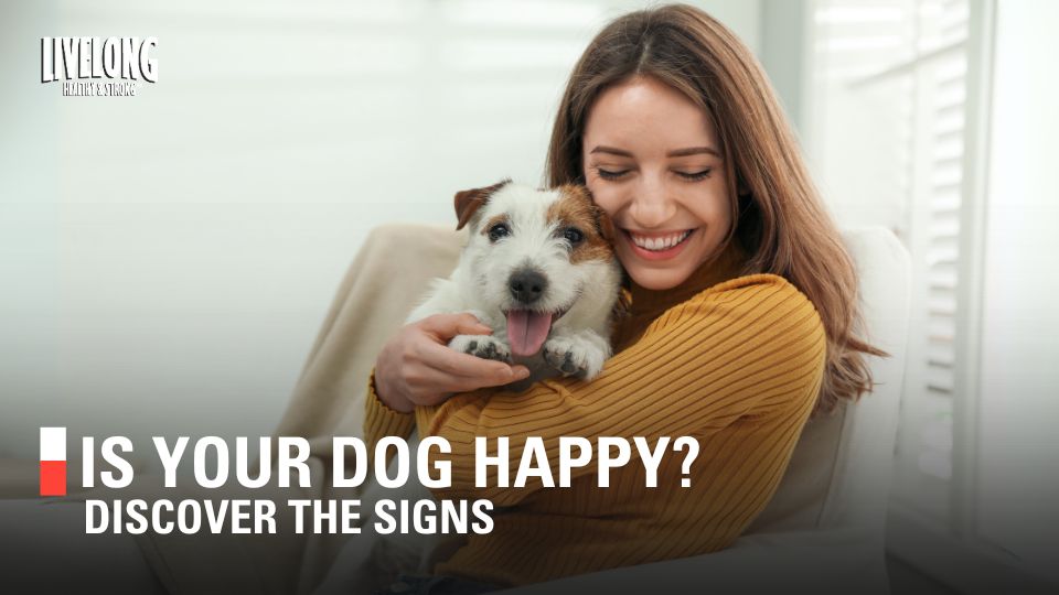 How to Know If Your Dog Is Happy