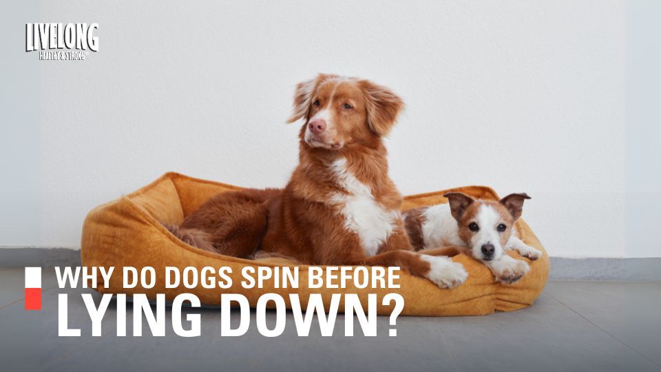Why Do Dogs Turn in Circles Before Lying Down?