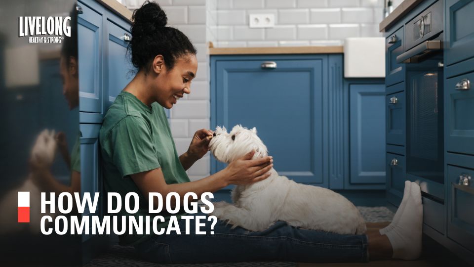How Do Dogs Communicate?